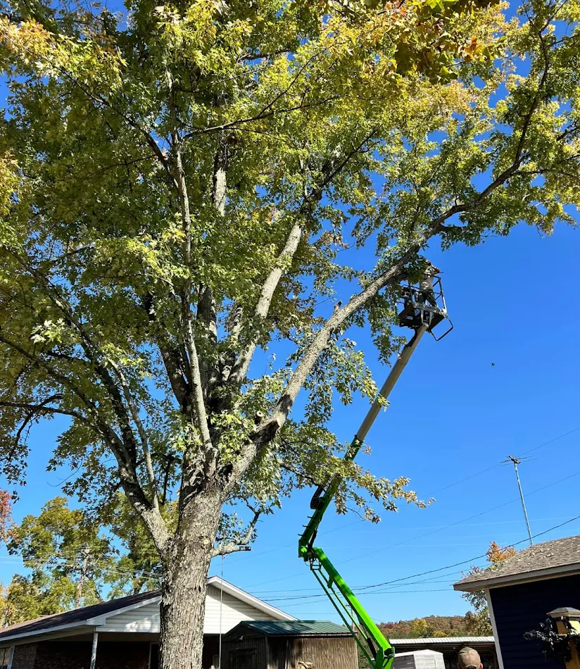 Tree Service & Removal