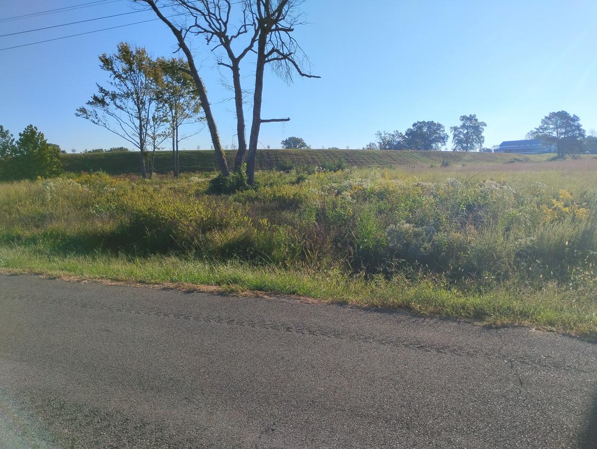 Roadside ditch overgrown with tall weeds and brush before land clearing in Higden, Arkansas