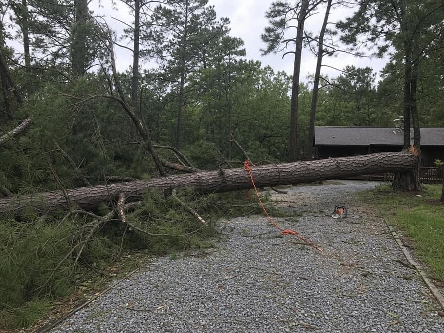 Pine taken down by wind blocking the drive, roped and cut for safe removal.