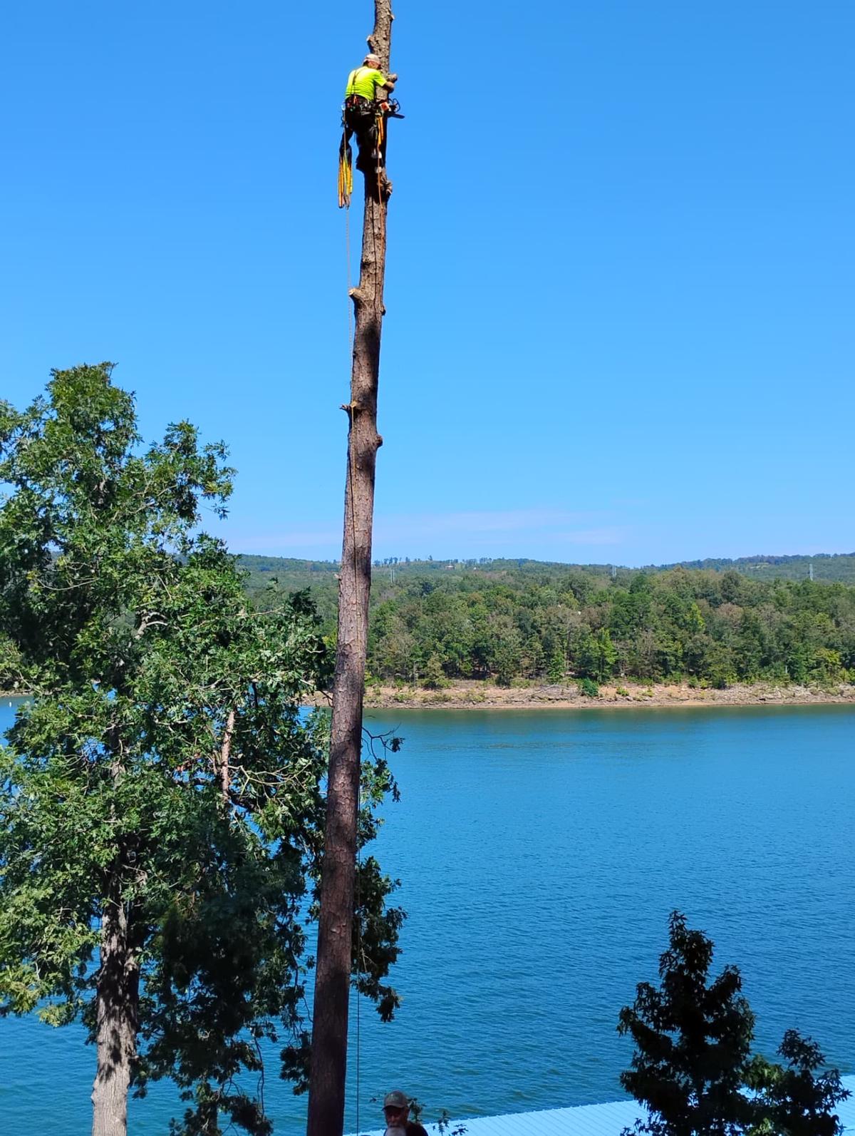 Climber topping a tall pine section by section above a lakefront home on Greers Ferry Lake