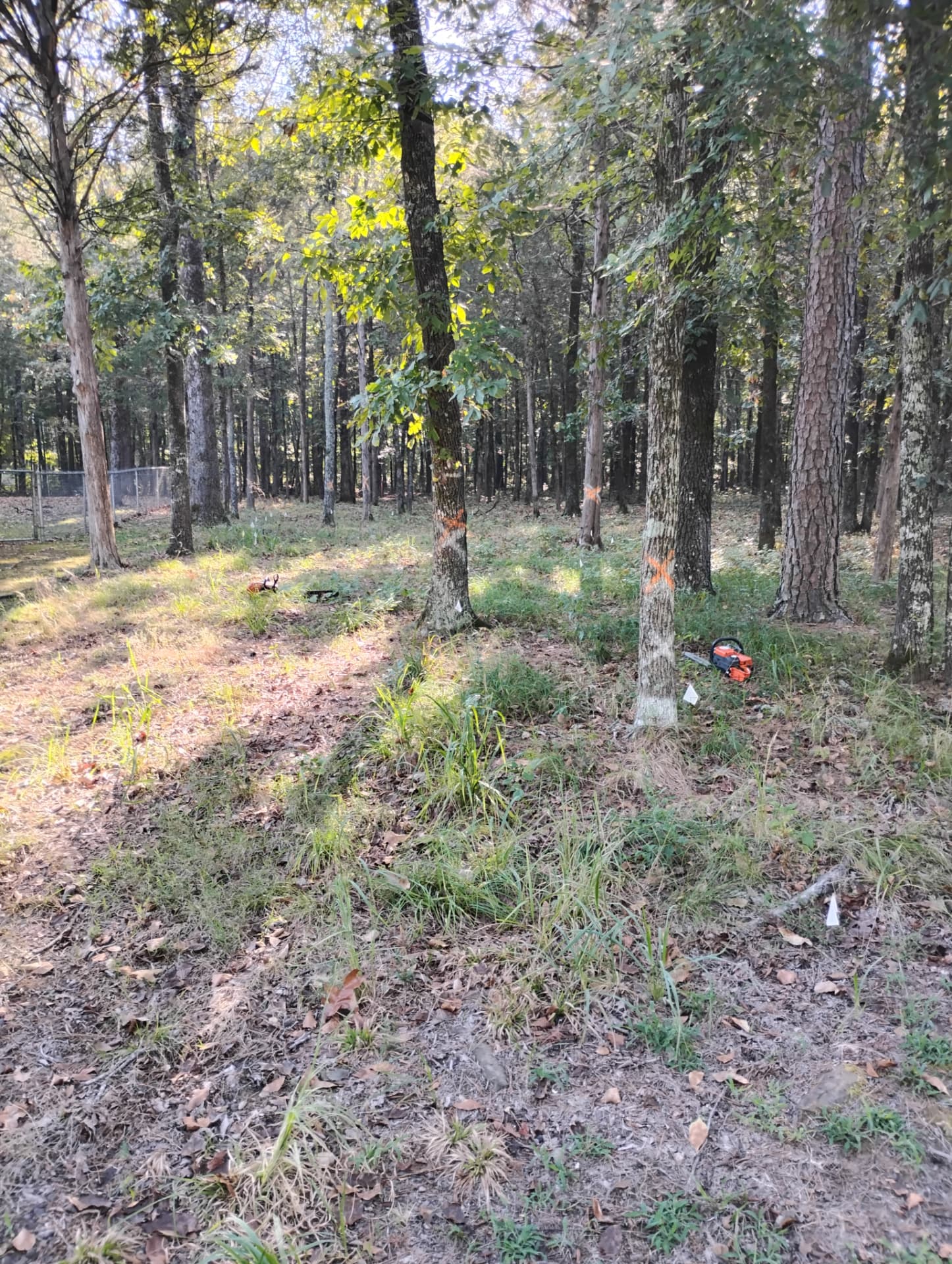 Trees marked with orange paint ahead of a planned removal in Greers Ferry, Arkansas